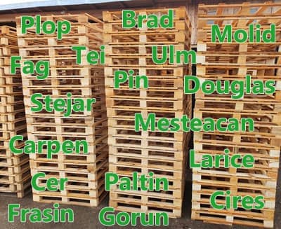 Lire la suite à propos de l’article Types de bois pour palettes et europalettes